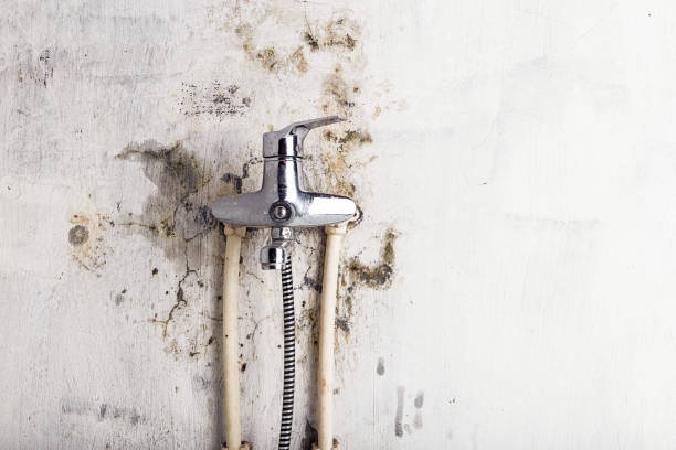 Best Mold Testing and Inspection Services in Waterford, WI