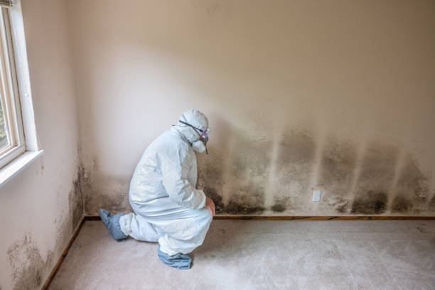 Best Commercial Mold Remediation in Waterford, WI