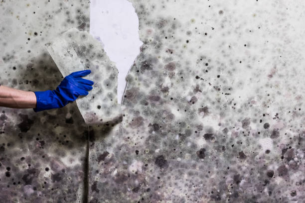 Best Localized Mold Remediation (e.g., coastal areas, humid climates) in Waterford, WI