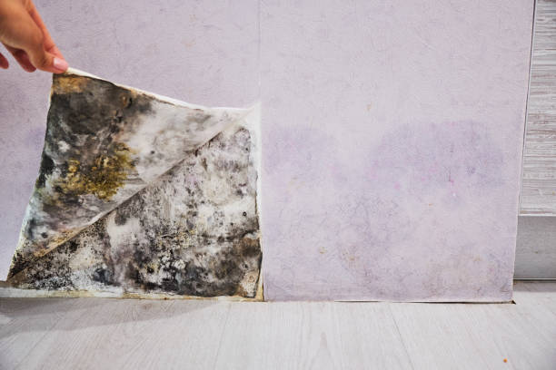 Best Basement Mold Remediation in Waterford, WI